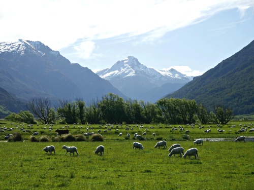 Sheep grazing with snow-capped mountains behind